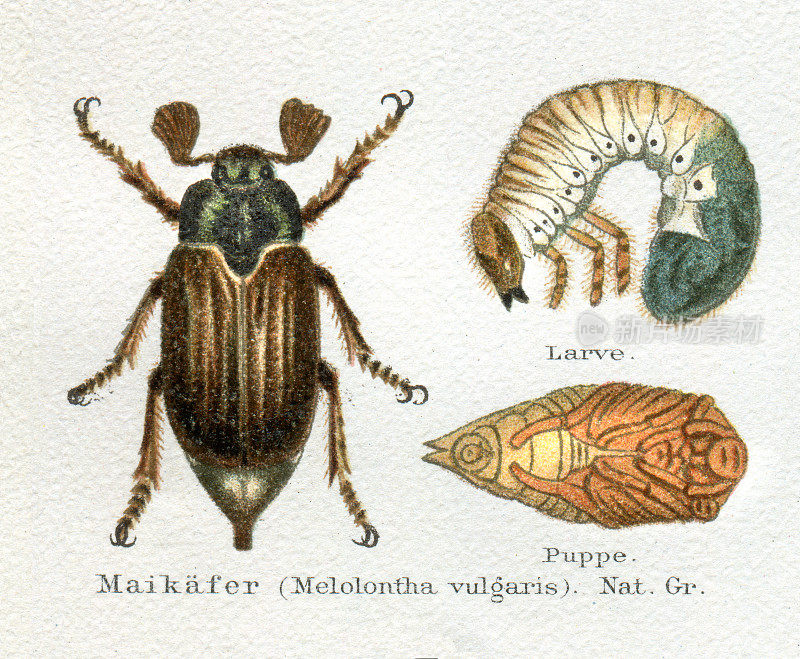 带幼虫插图的六月甲虫或五月甲虫
