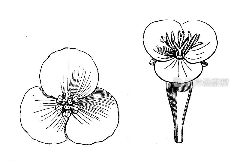 古植物学插图:水仙，蛙蛙