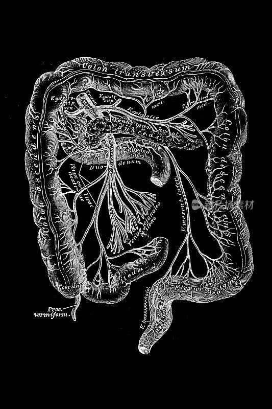 门脉系统