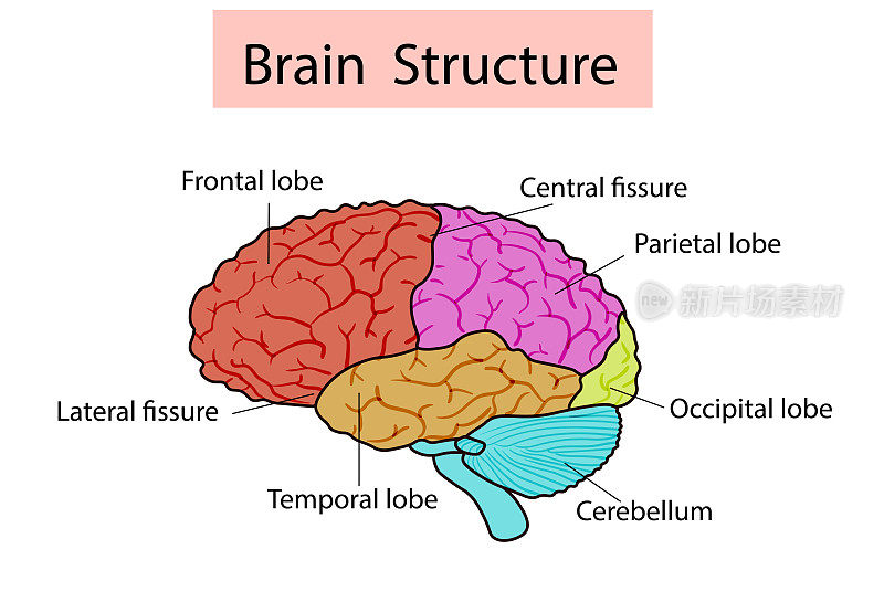 人脑结构的矢量分离图解。人类大脑的详细解剖。