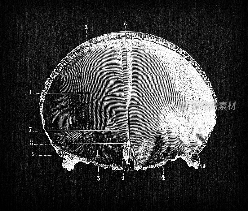 人体解剖骨骼古董插图，头骨:额骨