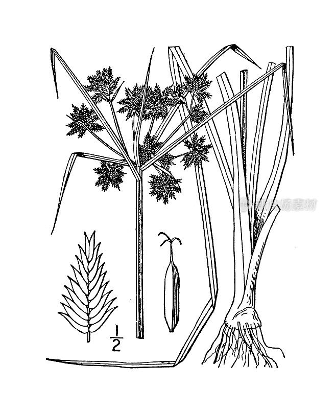 古植物学植物插图:香附、沼泽香附