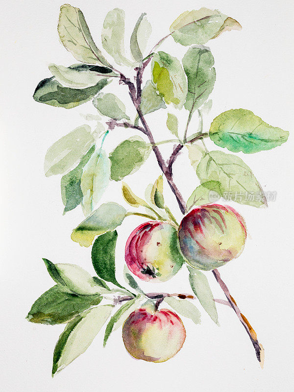 苹果水彩画