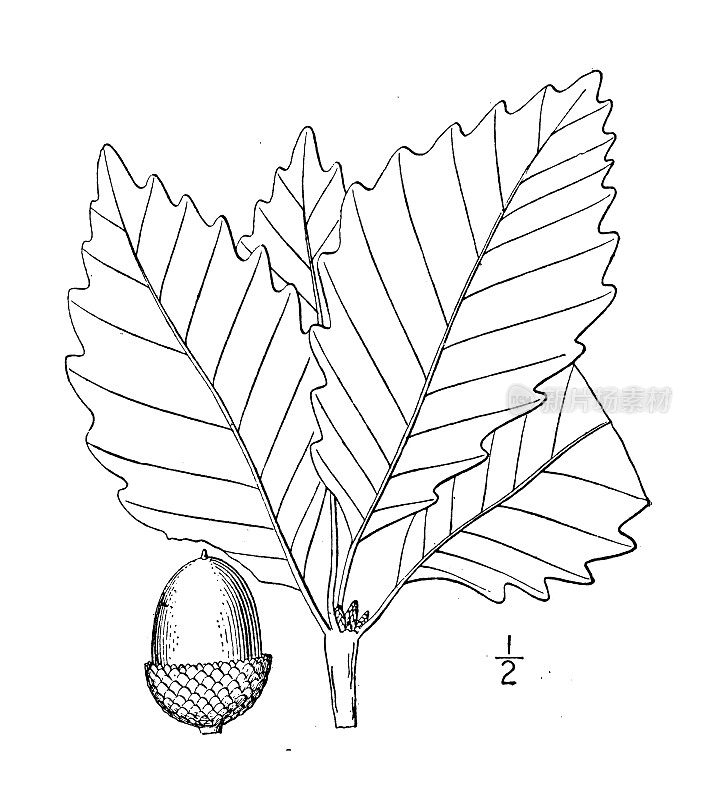 古植物学植物插图:栎，岩栗树橡树