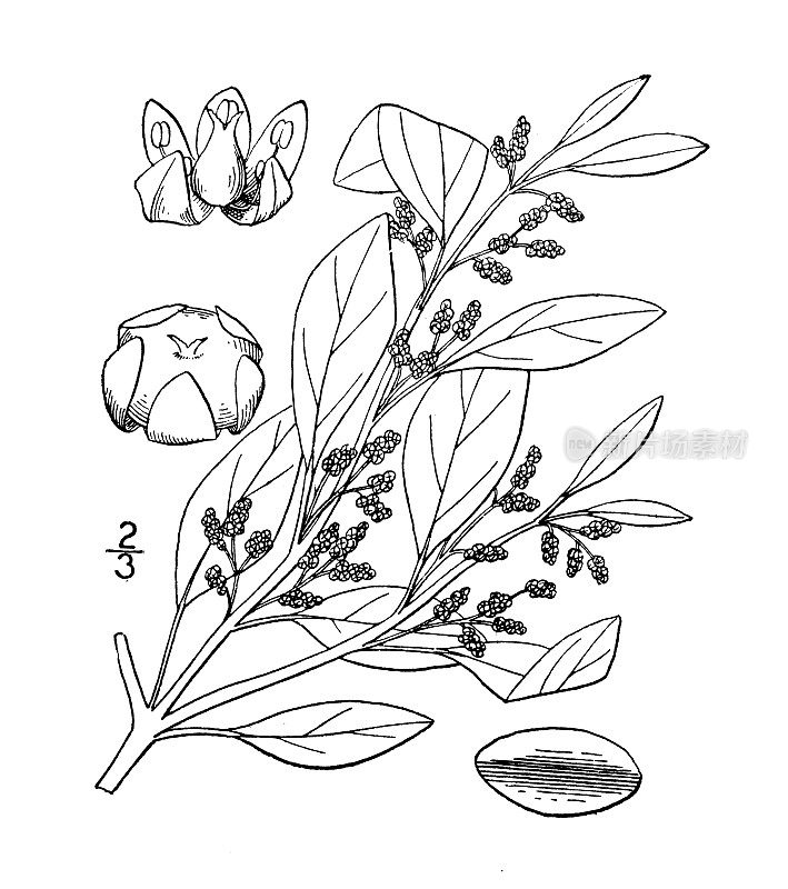 古植物学植物插图:藜麦，多籽藜