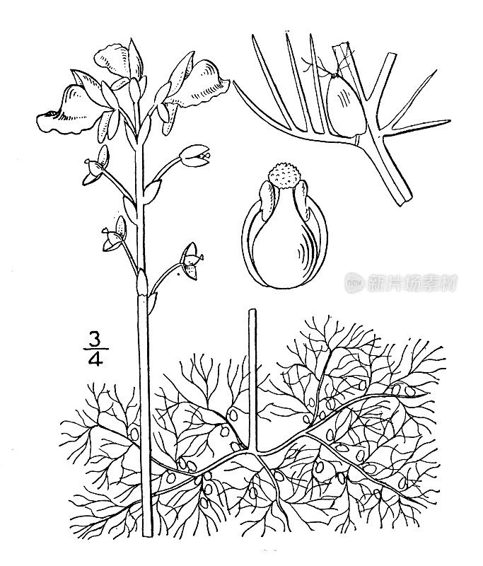 古植物学植物插图:狸藻，大狸藻