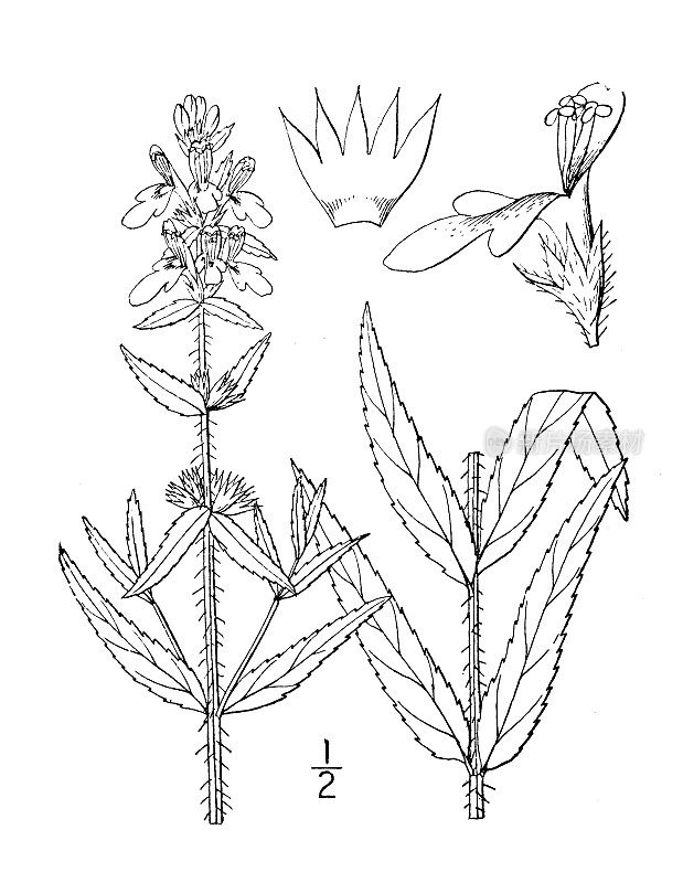 古董植物学植物插图:Stachys歧化，密集花篱荨麻