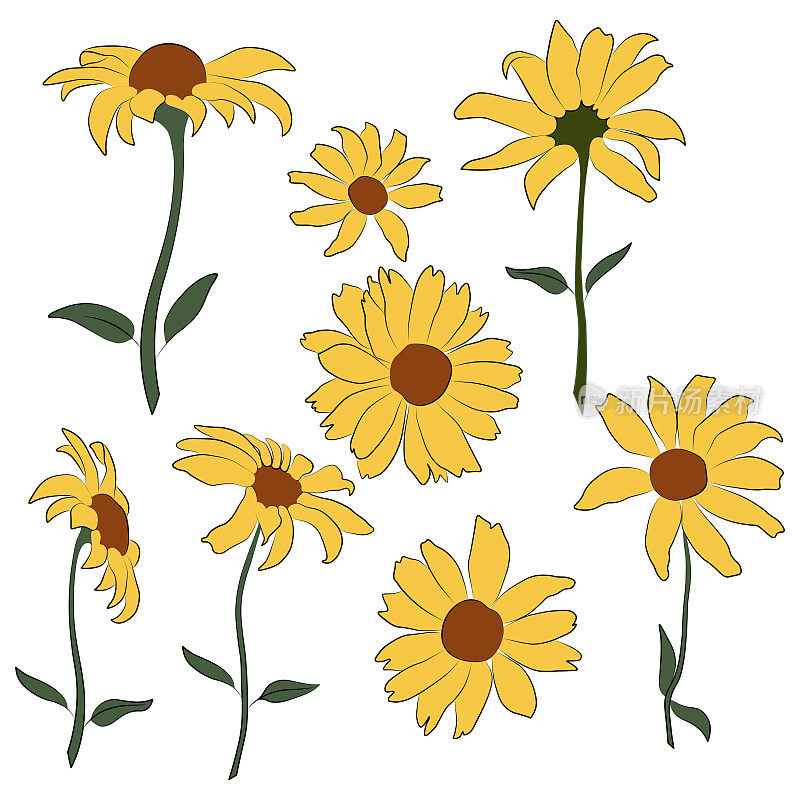一组开放的向日葵花向量颜色，黄色插图孤立在白色背景上。矢量素描风格俯视图手绘野生，太阳花，假向日葵。