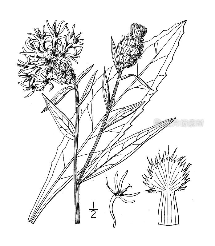 古董植物学植物插图:矢车菊，棕色Knapweed