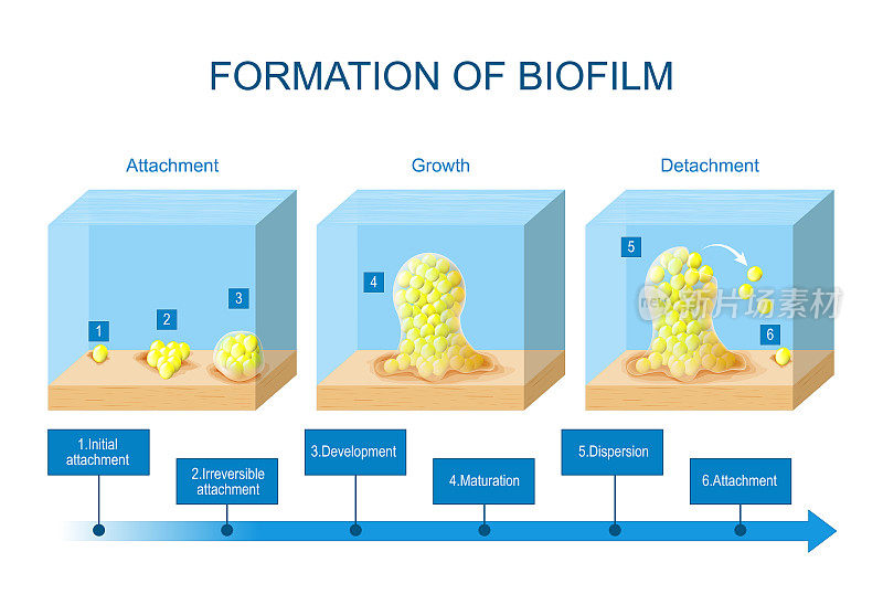 生物膜的形成。生物膜发展的阶段。细菌的生命周期