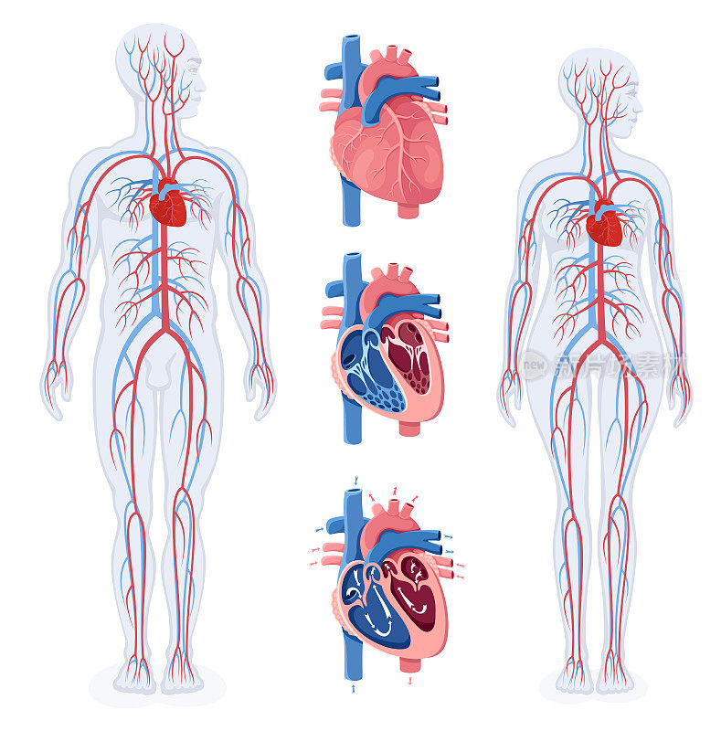 循环系统。人体循环系统示意图。人类心脏和血液流动。男女人体。