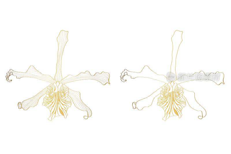 线形热带兰花的花。金墨插图集孤立。