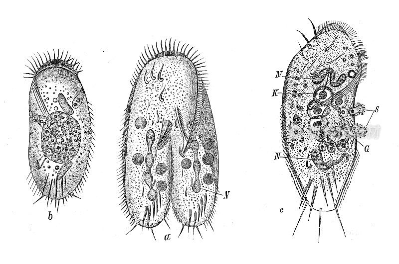 古董生物动物学图像:刺尾螺