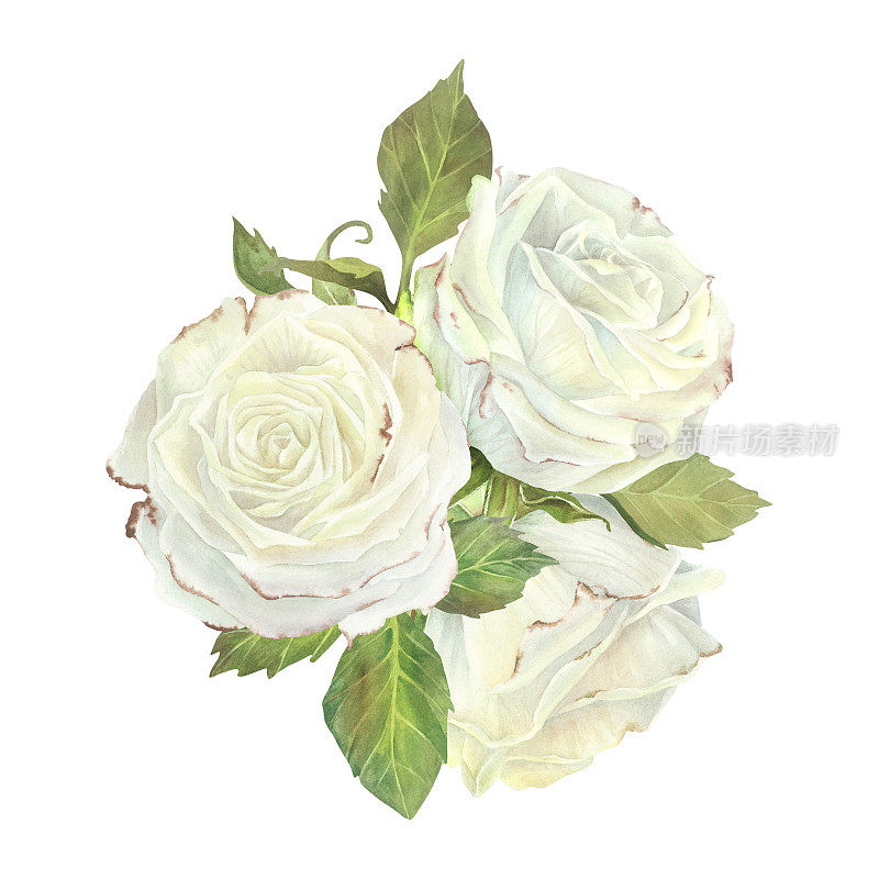白玫瑰与叶子组成。水彩插图。孤立在白色背景上。适用于贴纸、盘子、贺卡、文具、化妆品、香水包装、婚庆请帖的设计