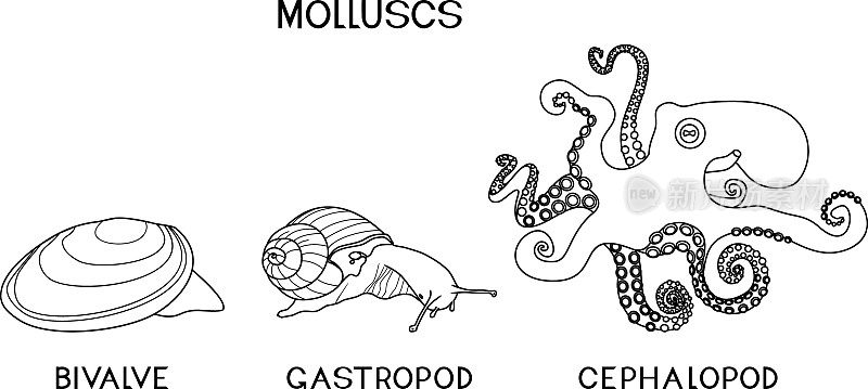 涂色页上有三种软体动物:头足类、腹足类、双壳类。生物课的教材