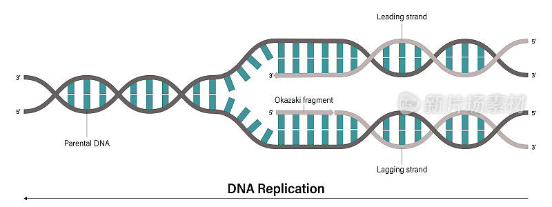 DNA复制。复制一个双链DNA分子以产生两个相同DNA分子的过程。