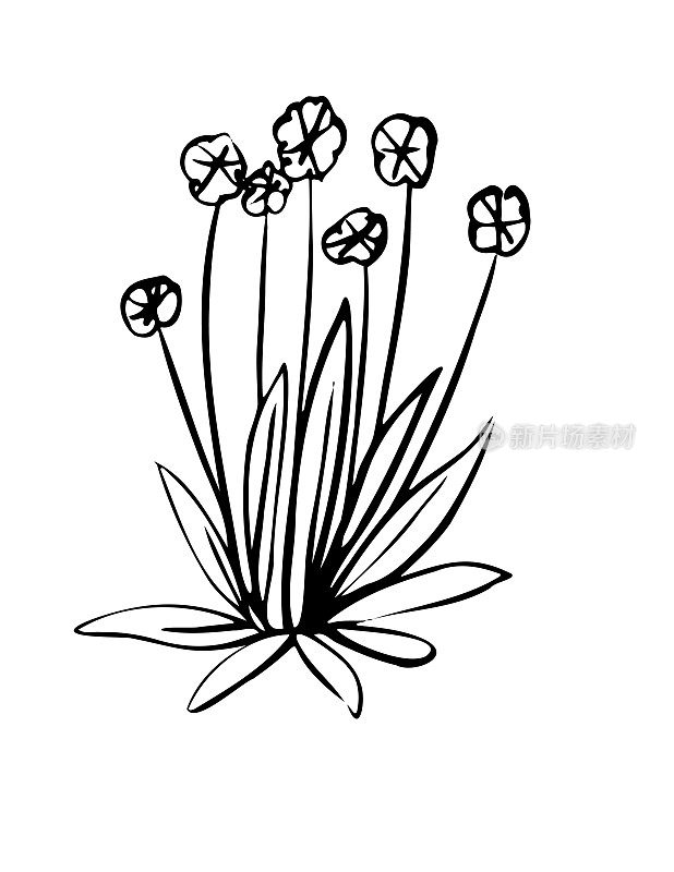 手绘墨水涂鸦的开花植物在透明的背景