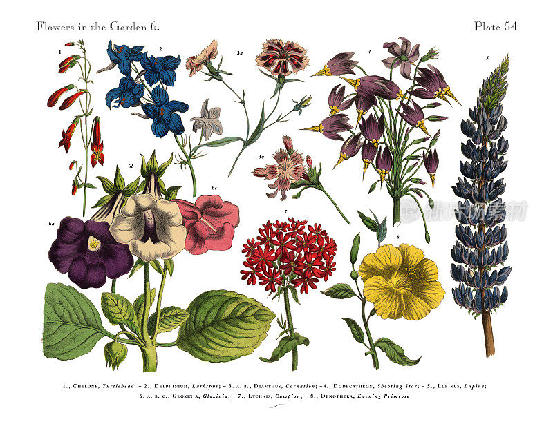 花园里的奇异花朵，维多利亚植物插图