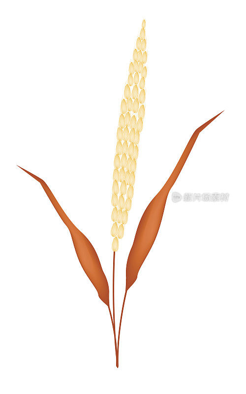 金黄色的成熟的小米在白色的背景