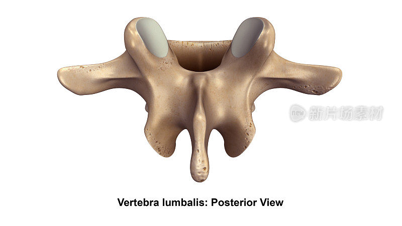 脊椎lumbalis_Posterior视图