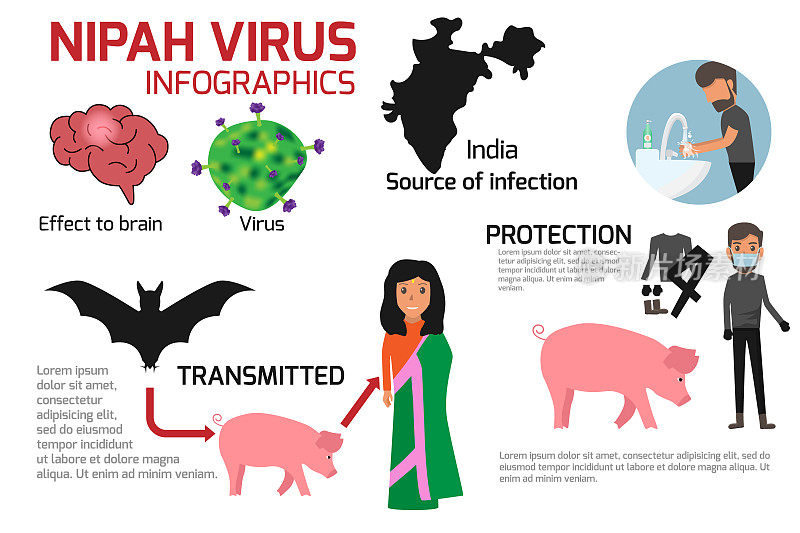 尼帕病毒信息图是一种新出现的人畜共患病，可在动物和人类中造成严重疾病。健康卡通概念矢量插图。尼帕病毒的症状和预防。