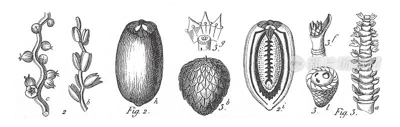 枣树、西米树、各种木本单子叶植物的生境分组及繁殖部位，尤其是棕榈树和苏铁雕刻古董插图，1851年出版