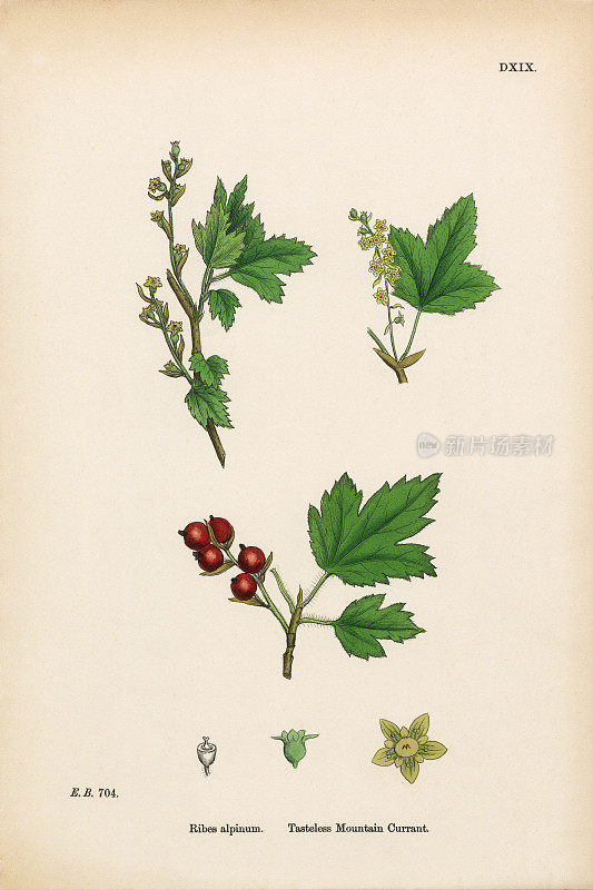 无味的山醋栗，阿尔卑斯，维多利亚植物学插图，1863年