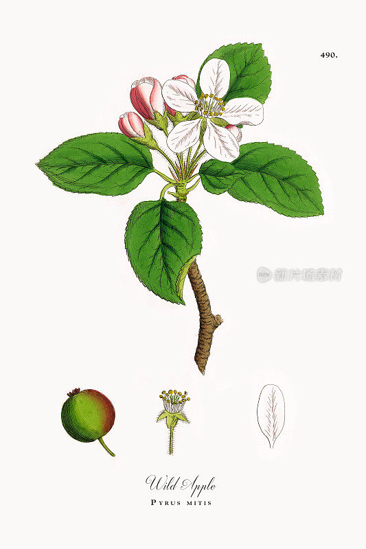 野生苹果，梨，维多利亚植物学插图，1863年