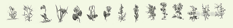 雕刻古植物、苔藓植物、水龙脚植物、藻类、真菌、苔藓植物、水龙脚植物等非开花植物的代表