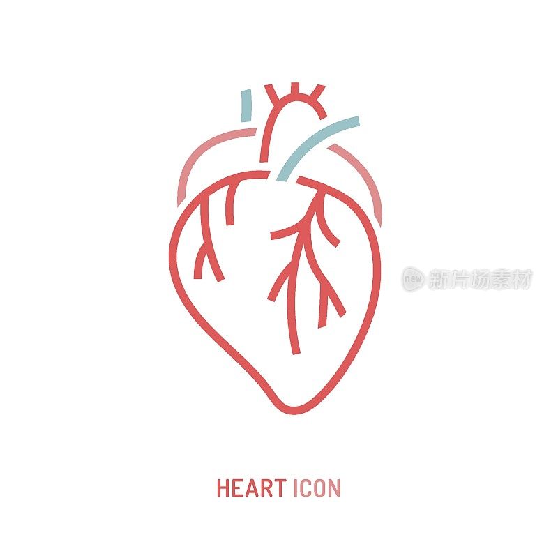 健康心脏的图标，心血管血液循环系统的人体内部器官。