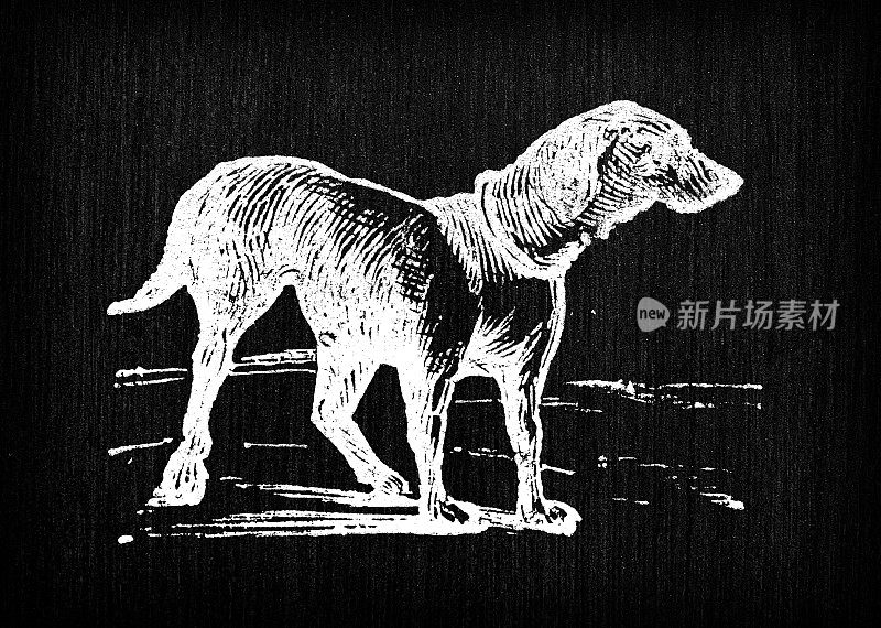 古董雕刻插图:狗