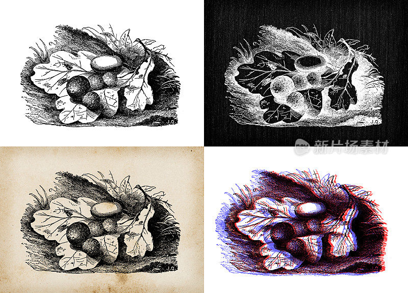 古植物学插图:橡树瘿