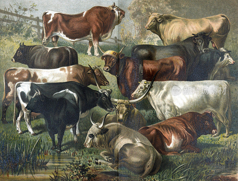 复古欧洲奶牛收藏在全彩色。手绘雕刻牛或牛插图。老式动物手绘彩色插图。不同的奶牛生产基本的食物。牛奶、奶酪、黄油。