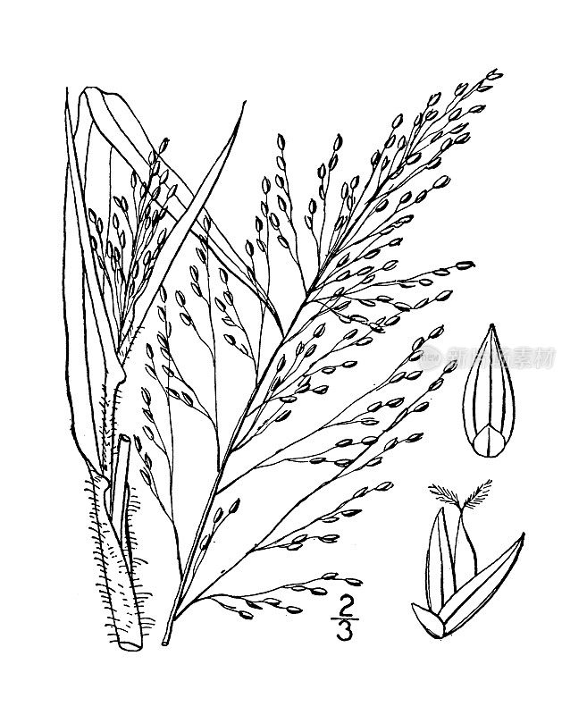 古植物学植物插图:毛细穗、金缕梅