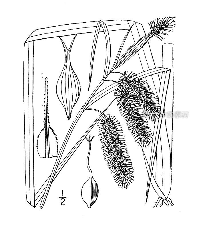 古植物学植物插图:苔草，刚毛莎草