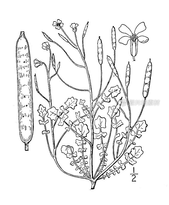 古董植物学植物插图:单植物，米考克斯的利文沃斯