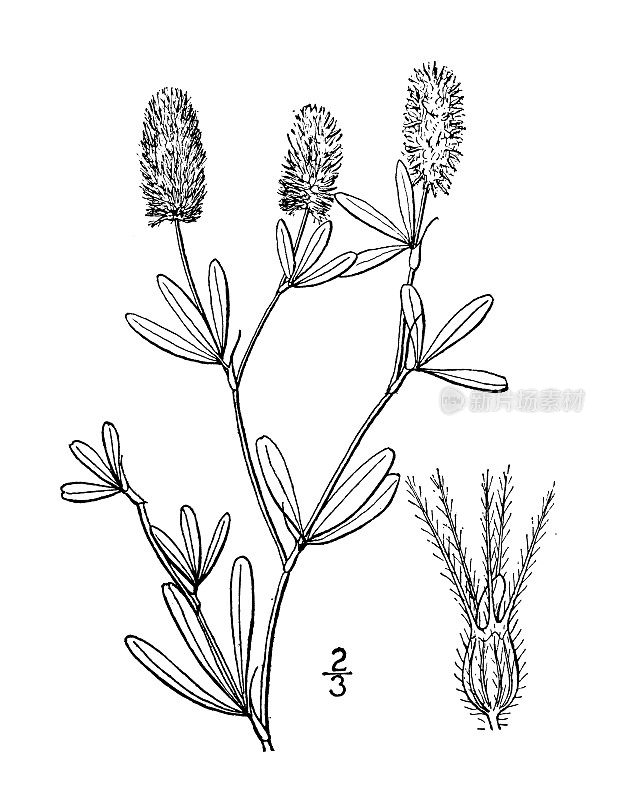 古植物学植物插图:三叶草，石三叶草