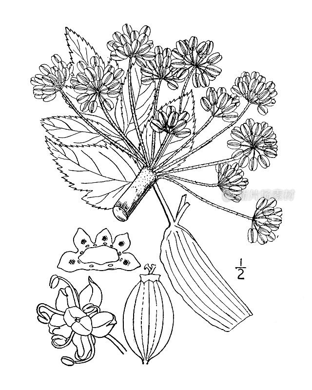 古植物学植物插图:天竺葵、海岸当归