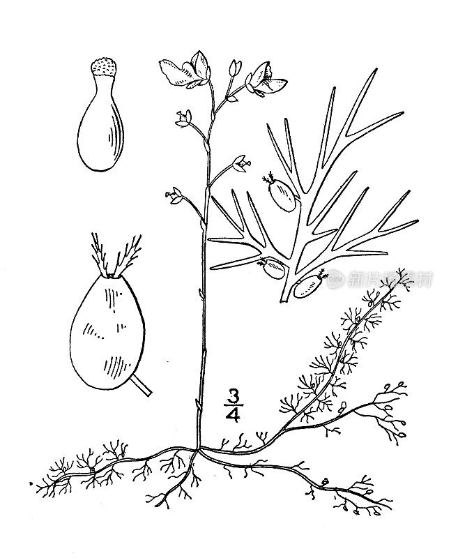 古植物学植物插图:小狸藻，小狸藻