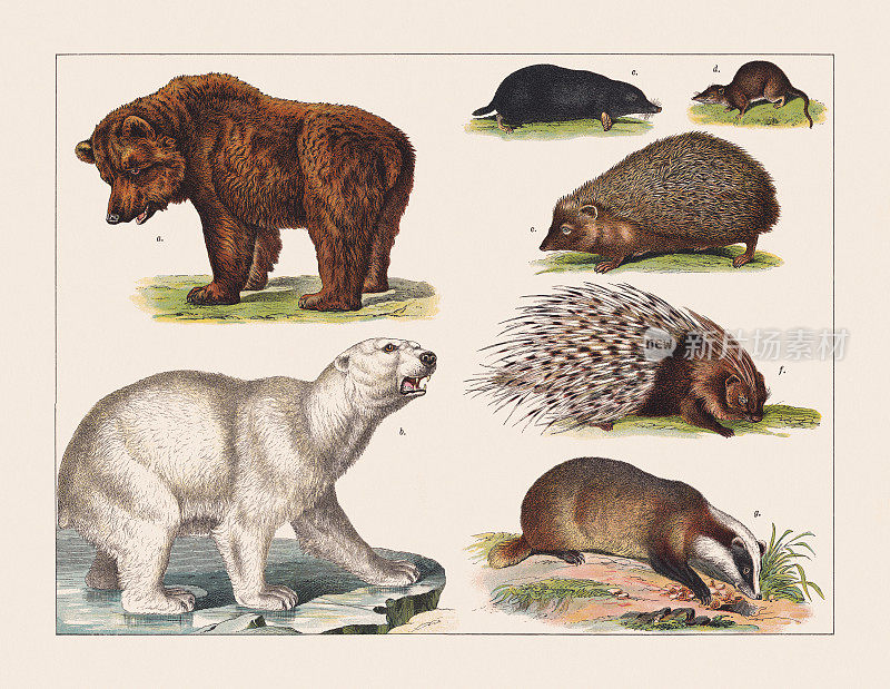 各种哺乳动物，彩色石刻，出版于1891年
