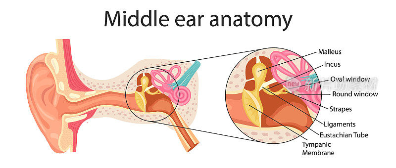 中耳解剖。详细说明，供教育、医学、生物和科学用途。