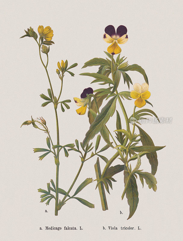 秋花(豆科，堇菜科)，彩色石刻，1886年出版