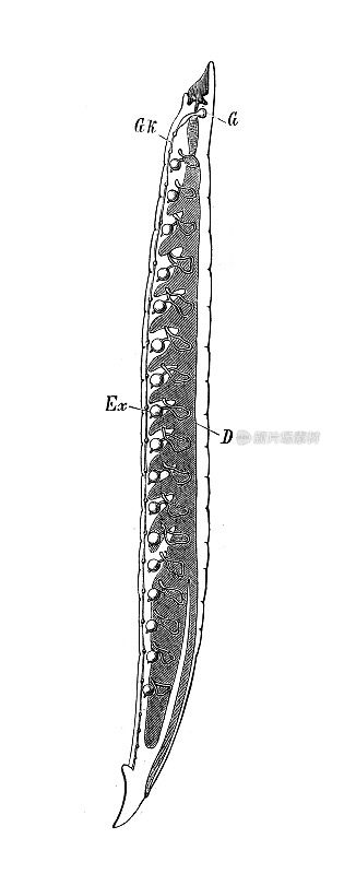 古代生物动物学图像:水蛭