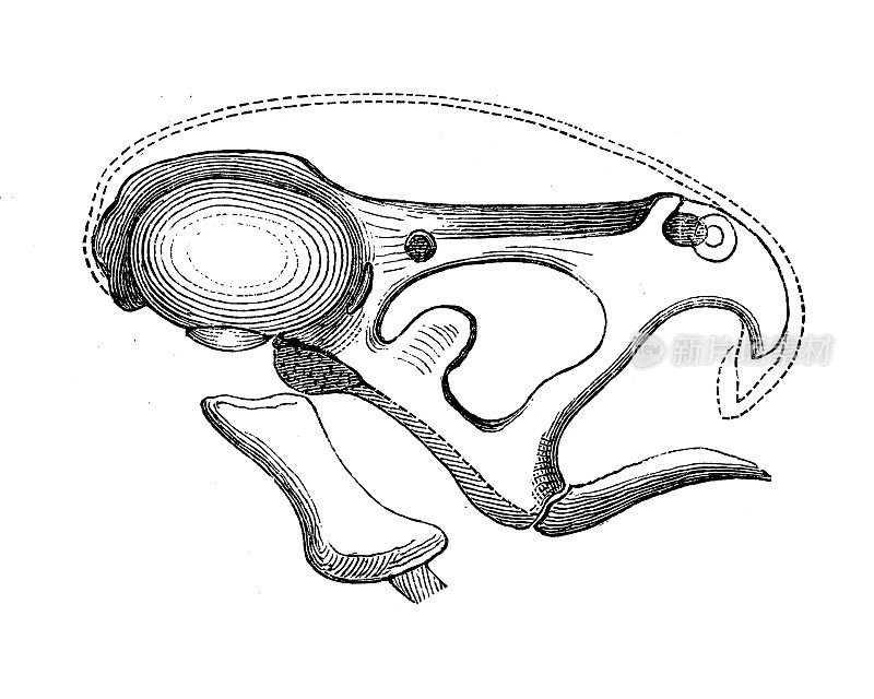 古董生物动物学图片:蝌蚪头骨