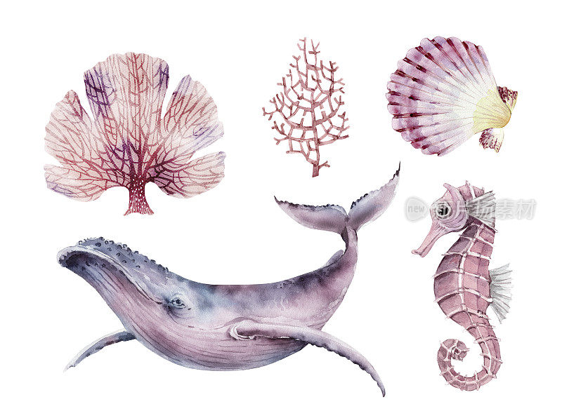 一套珊瑚和海洋生物鱼，水彩插图。