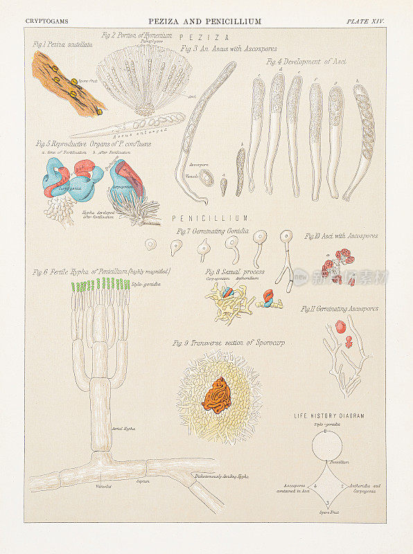 佩齐亚和青霉菌色版术1883年