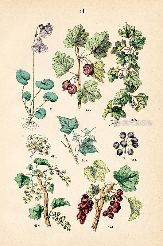 雪铃，英国常春藤，醋栗-植物插图1883