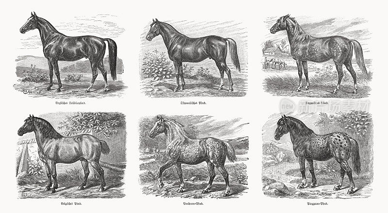 不同的马品种，木刻，出版于1898年