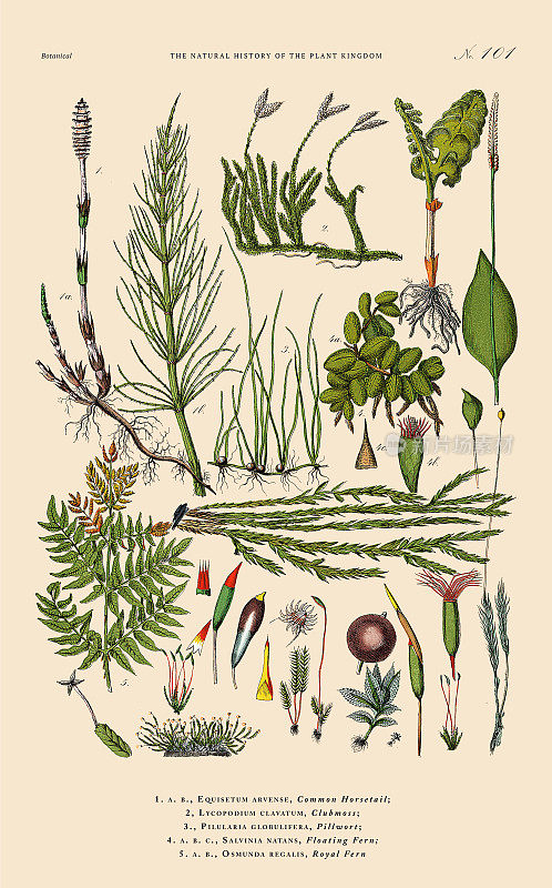 开花蕨类植物和苔藓，植物王国，维多利亚植物插图，大约1853年