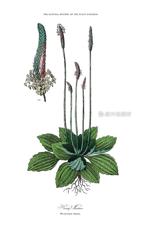 开花植物，植物王国，维多利亚植物插图，大约1853年